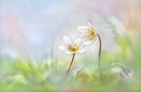 Schneeweißchen und Rosenrot ...,