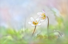 Schneeweißchen und Rosenrot ...,