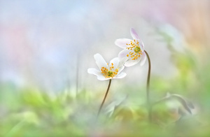 Schneeweißchen und Rosenrot ...,