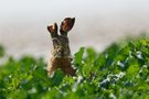 Feldhase....
