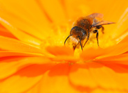 Mauerbiene (Osmia latreillei)