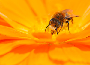 Mauerbiene (Osmia latreillei)