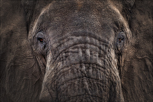 Elefantenaugen