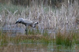 Sie muss nicht suchen, nur wenden