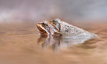 Ein Frohes Osterfest ....