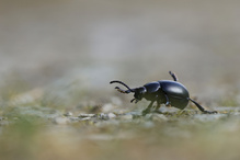 Großer Tatzenkäfer auf Frühlingswanderung