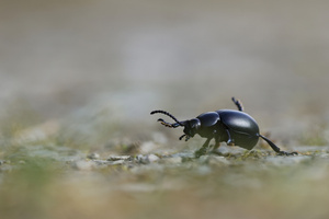 Großer Tatzenkäfer auf Frühlingswanderung
