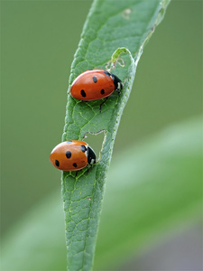 "Windows" für den Durchblick
