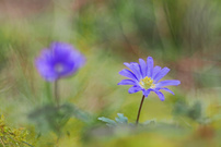 ein Balkan WIndröschen mit Altglas