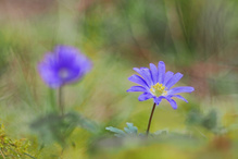 ein Balkan WIndröschen mit Altglas