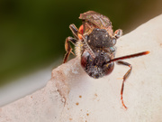 Eine kleine Butbiene