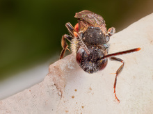 Eine kleine Butbiene