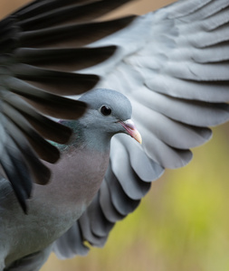 Hohltaube