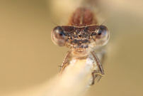 Winterlibelle frontal