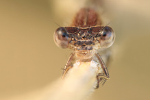 Winterlibelle frontal