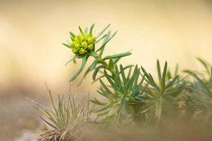 Zypressen-Wolfsmilch