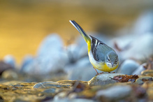 Morgens, am Bergbach