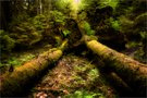 Urwaldfeeling ...