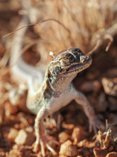 Chilliger Wüstenrenner