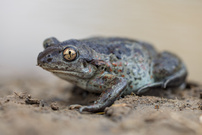 Knoblauchkröte ( Pelobates fuscus )