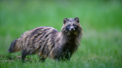 Marderhund