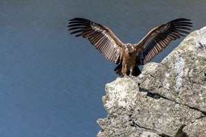 Ich hab die Federn schön