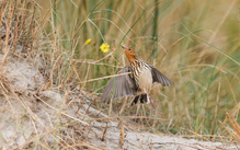 Die Beute fest im Visier