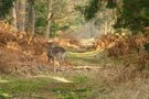 Ein Kalb allein im Wald
