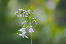 ein Aurorafalter unter Beobachtung