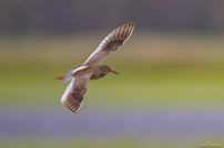 Rotschenkel im Flugprofil