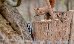 Teilen ist nicht sein Ding!