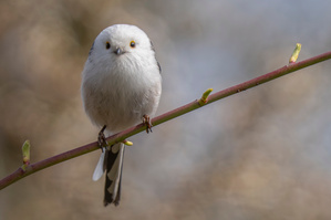 Schwanzmeise, auf dem Niedlichkeitsfaktor weit oben angesiedelt