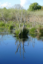 Bei einem alten Torfstich