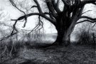 Mächtige alte Weide ...