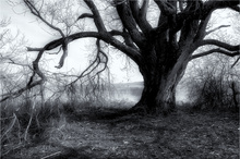 Mächtige alte Weide ...