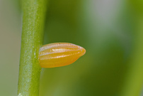 Osterei,das erste Aurora Ei