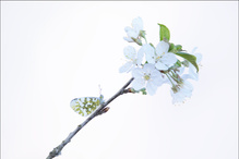 Aurorafalter an Kirschblüte