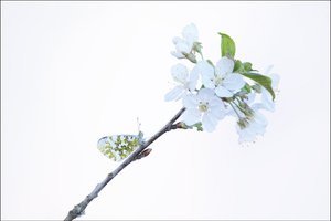 Aurorafalter an Kirschblüte