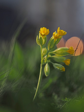 Frühblüher die letzte