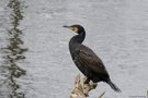 Kormoran
