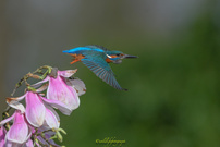 Magnolie an Eisvogel