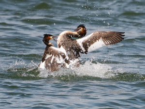 Haubentaucher Kämpfe