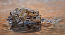 Ein Doppelpack vom Bach...