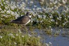 Flussregenpfeifer