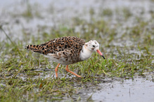 Kampfläufer ganz nah