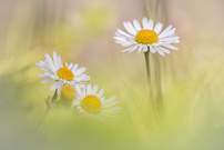 Klein-unscheinbar-trotzdem hübsch