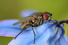 Fliege reitet auf Szilla