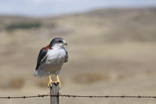 Punabussard am Straßenrand