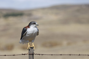 Punabussard am Straßenrand