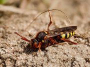 Rote Wespenbiene (Nomada lathburiana)